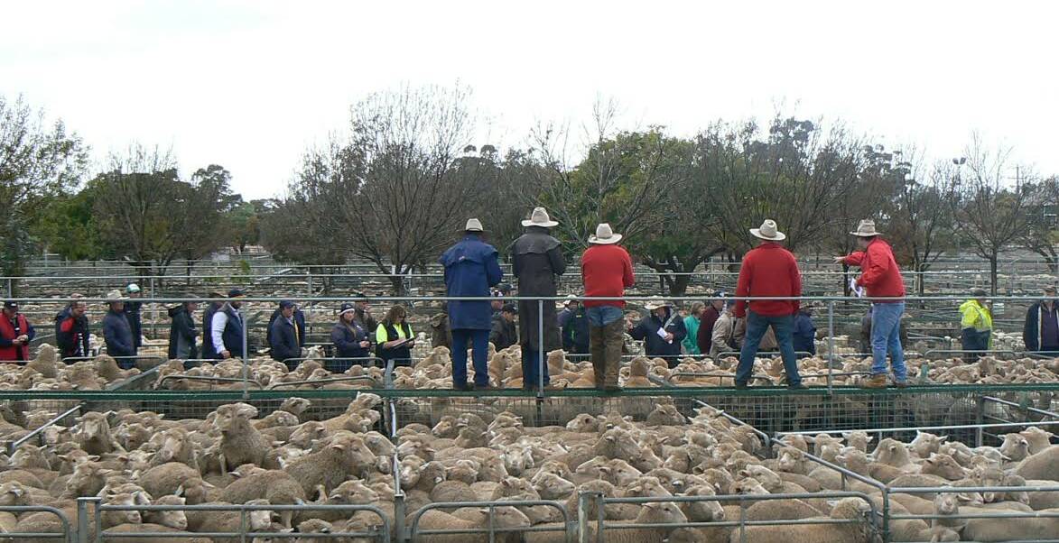 YARDS: The Elders livestock team selling in the wet conditions at the Ouyen Livestock Exchange. A shorter trading timetable impacted eastern states supply.
