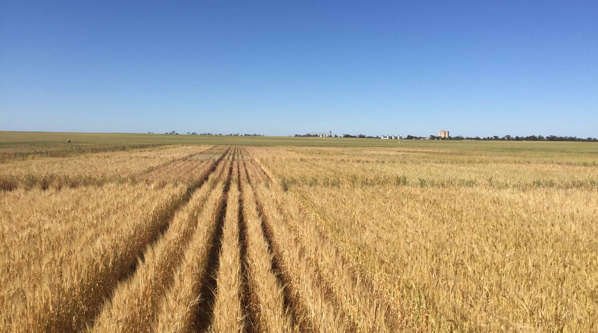 TRIALS: The influence that crop row width has on productivity and profitability is being examined by BCG. Pictured is the BCG trial site at Berriwillock, October 2015.