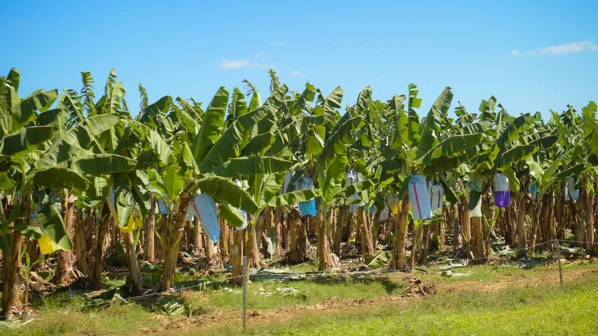 Extra funding has been allocated to help protect Far North banana growers from panama disease.