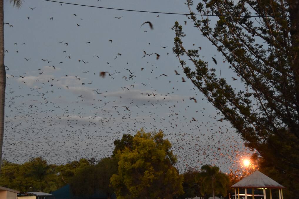 
Thousands of flying foxes leave their roost at Lissner Park in Charters Towers on dusk in December.