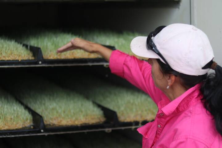 Sharon Comiskey has a strong focus on expanding the barley sprout production process, which has been hugely successful.