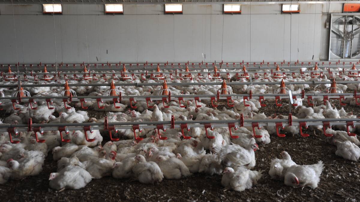 A new report recommends the poultry industry in Australia should pursue the development of new export markets, higher-value propositions for consumers and productivity gains.