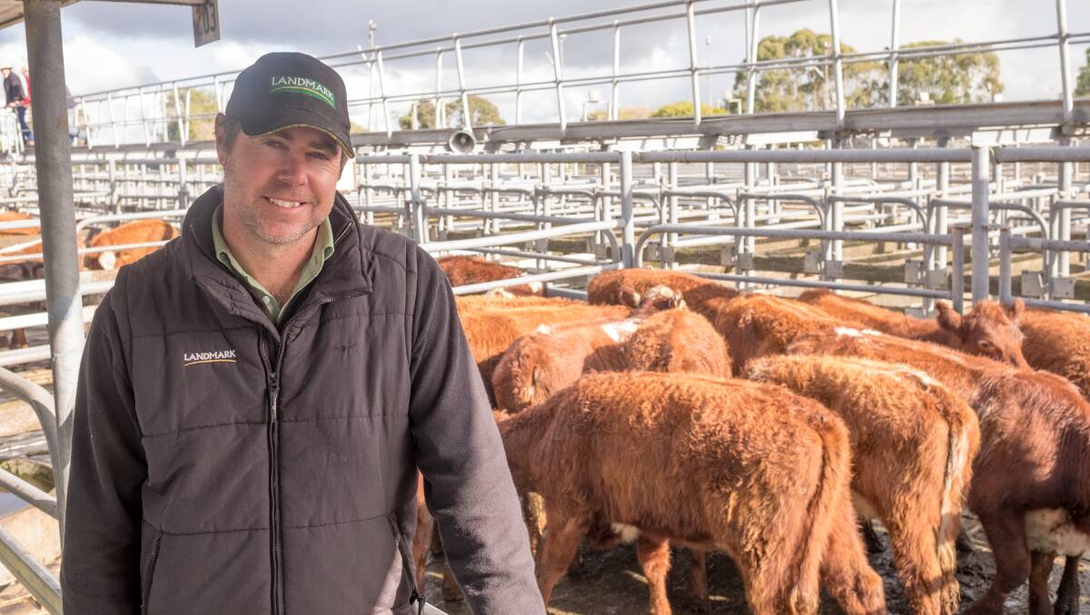 Landmark Kingston’s Richard Miller bought more than 170 steers and heifers in the 260 to 300 kilogram weight range at the Mount Gambier store sale on Friday.