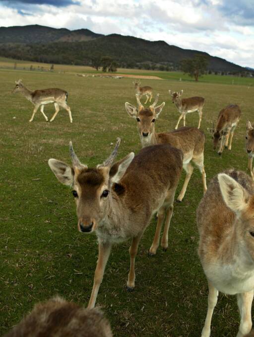 Public hearings into the management of wild fallow deer have attracted a large number of stakeholders as the issue continues to be debated by the Legislative Council.