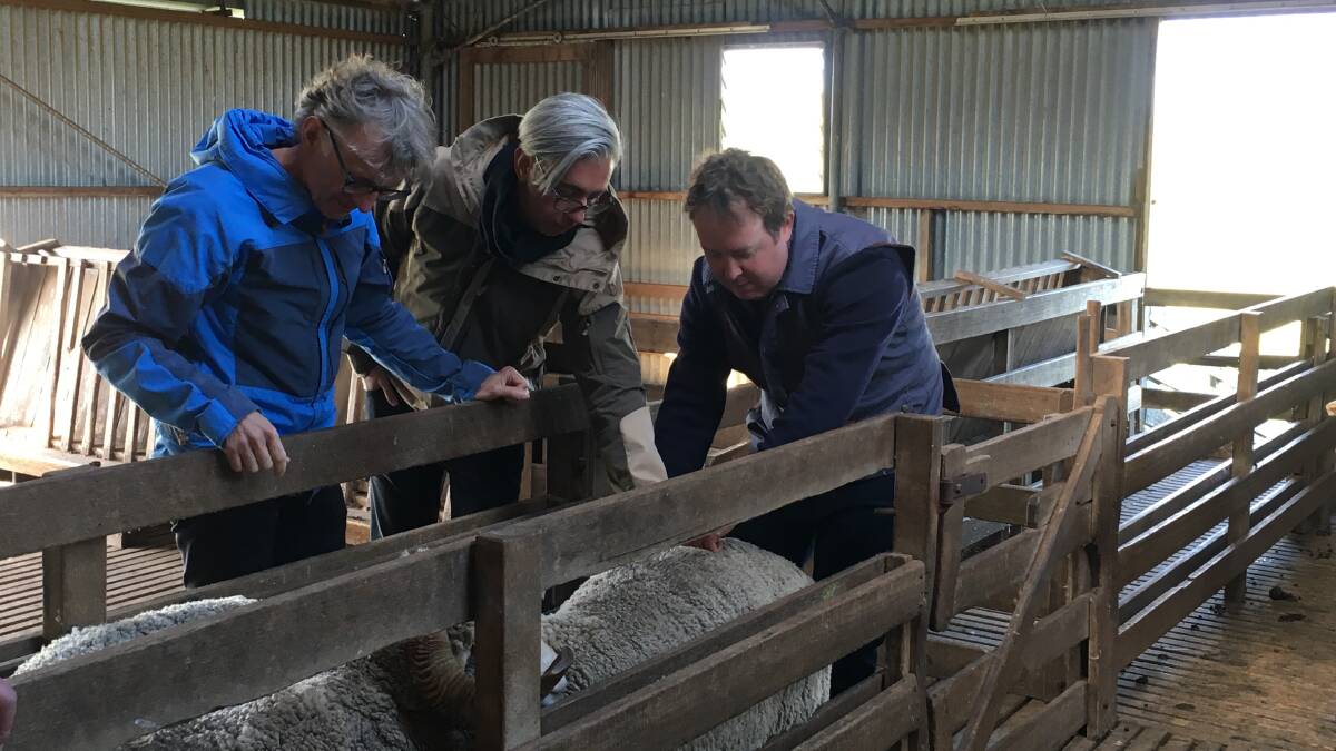 WHERE THE WOOL GROWS: Arne Nerjordet and Carlos Zachrison with John Taylor at Winton, Campbell Town. Picture: Brenda McGahan