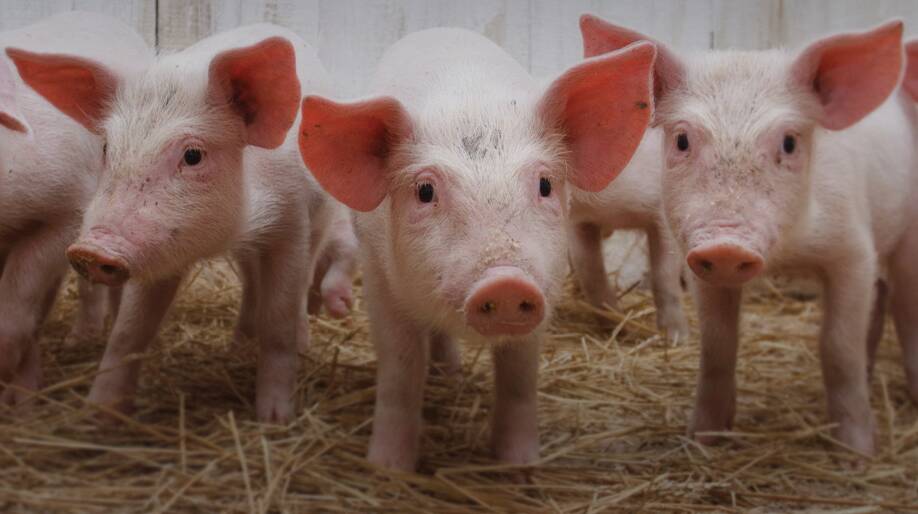 PORK CRC: Benchmarking has led to impressive improvements in piglet numbers. 