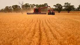 STALLED: Australia’s wheat yields have failed to increase 1990 to 2015 according to the CSRIO.