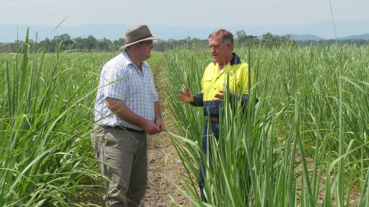 FARMER WARNING: Hinchinbrook MP, Andrew Cripps, says cane farmers are facing mountains of paperwork and hours of pencil pushing to meet reef catchment regulations.