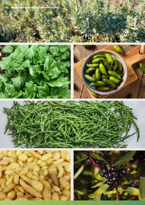 From top: Saltbush, Warrigal greens (native Australian spinach), finger limes, samphire, youlk, and pepperberry are some of the vegetables identified as having appeal.