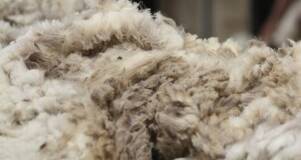 WOOL MARKET: AWEX’s eastern indicator has hit near record levels - only 3c below the all time high set in 2016. 