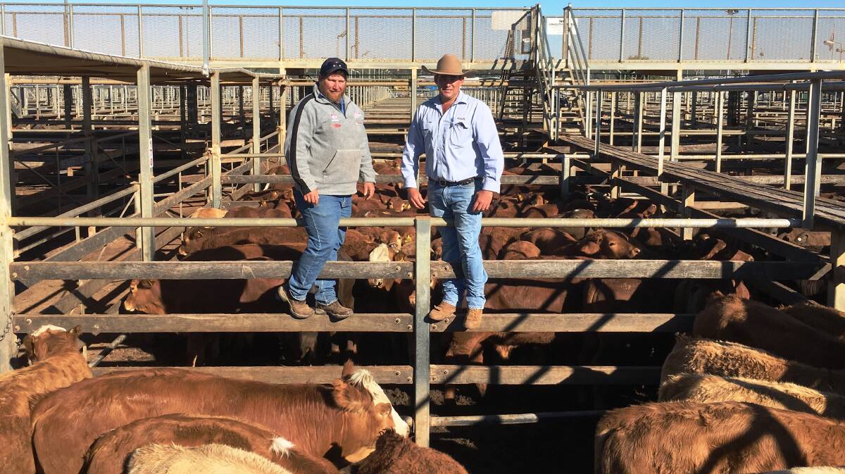 MLA's Eastern Young Cattle Indicator (EYCI) hit a record 700c/kg carcase dressed weight today. Pictured is Andrew Walker, Iwona Partnership, Iwona, Mitchell, with GDL livestock agent, Anthony Hyland, who sold 301kg Simbrah-cross steers for 421c/kg liveweight to return $1271/head at the Roma store sale today.