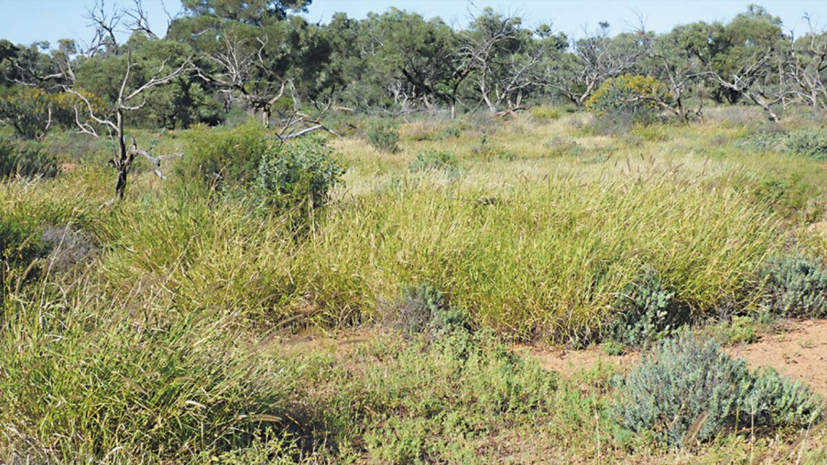 Pastures include Mitchell, Flinders and buffel grass as well as gidyea burr, copper burr and numerous other salines, herbages and forbes. Picture supplied