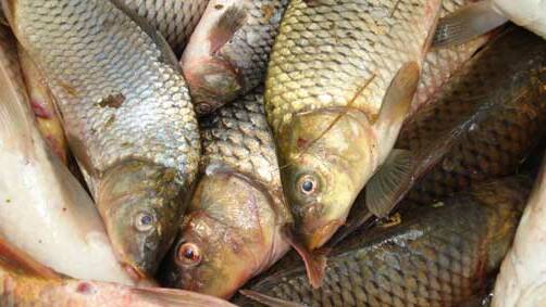 A virus to control pest carp fish will be released by the end of 2018. Picture - NSW DPI.