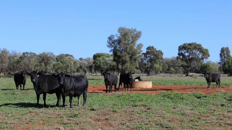 The auction of the Dirranbandi property Oinmurra has been postponed until October 27 because of wet weather.