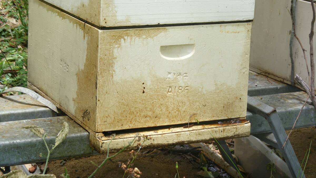 HIGH ALERT: Beekeepers are being urged to remain on the lookout for small hive beetle.