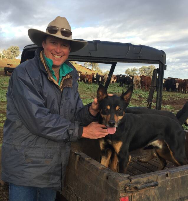 BETTER BEEF: Matt Ehsman, Trevallyn, Delungra, NSW, is committed to maximising production by minimising stress with the help of his black and tan mates. 