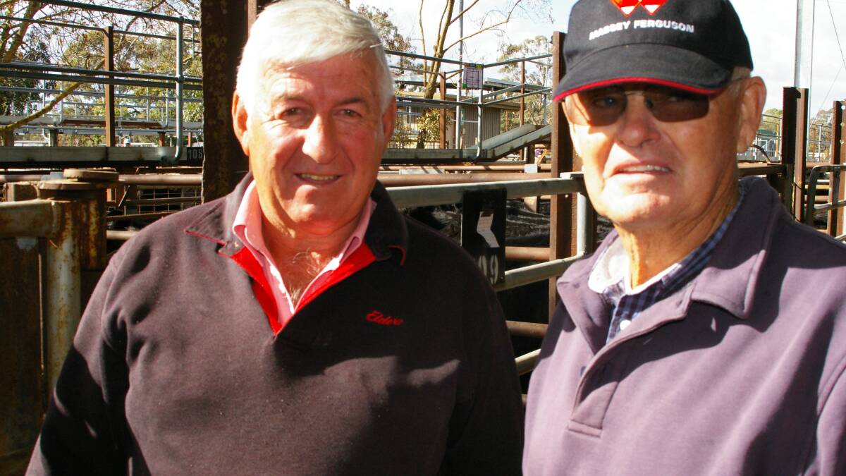Greg Caldwell, Elders and Frank Fanning purchased Angus heifers to run on irrigated pastures, with plans to keep the options open for breeding or selling back to trade 