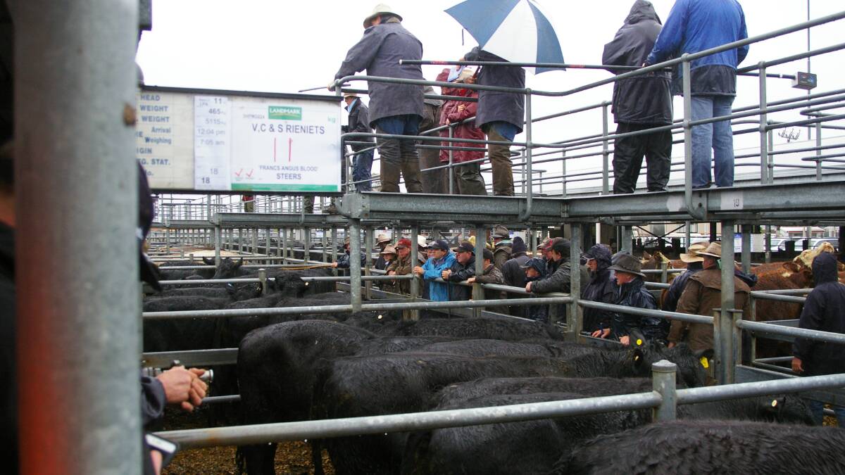 Soaking rain reigns in stronger demand for Ballarat cattle