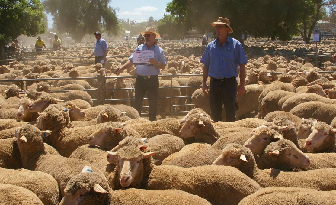 Rodwells team, Kevin Linahan and Nick Byrne offered the Fernihurst Estate young ewes at Wycheproof saleyards on Thursday
