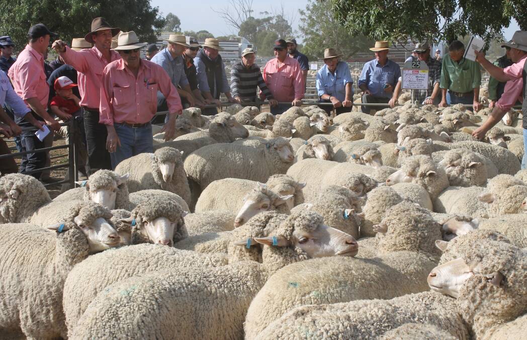 The Elders selling team, led by Kevin Thompson, cleared these September-shorn 15-drop, Avoca-blood Merino young ewes, S.I.L to Border Leicester rams, at $264 a head at Wycheproof.