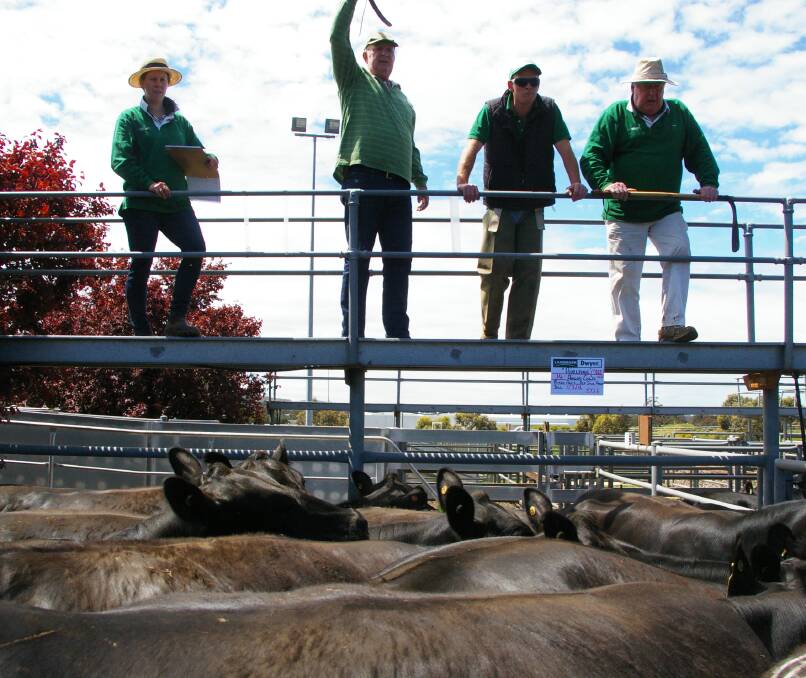 John Robson, Landmark called for further bids on PTIC Angus cows sold at $2060 at Kyneton. The market offered a number of breeding females in calf and with calves.