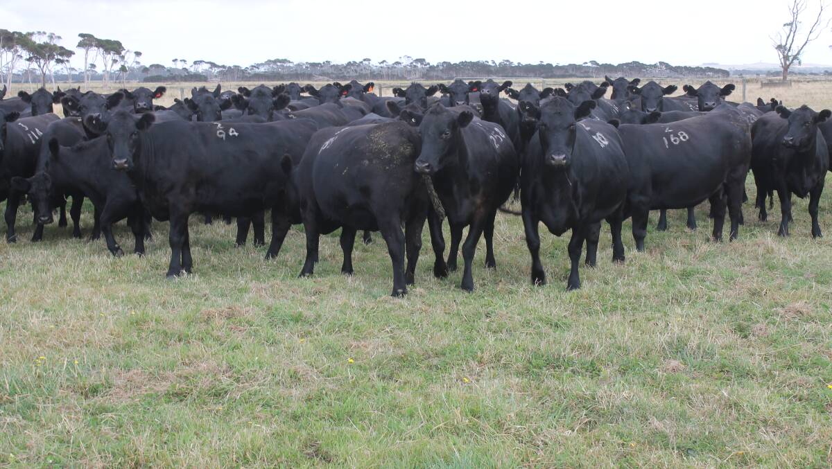 BEST EVER: The Lawson-blood Panshanger Estate Angus cows, rising four and five years, made to $2020 a head and averaged $1919 on Auctions Plus this week