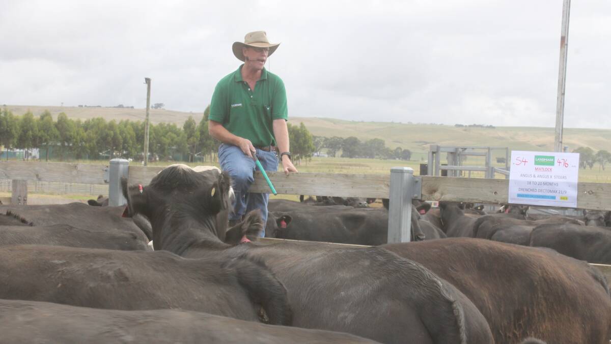 Landmark auctioneer Greg Bright found bidding slow during Casterton's end of year store cattle sale.