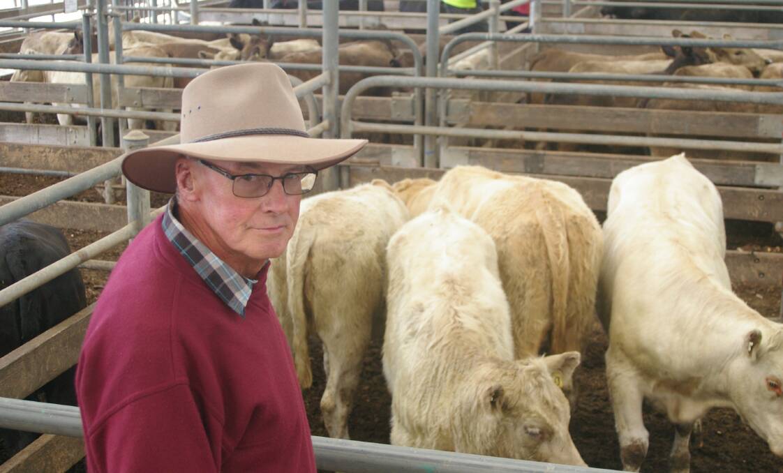 Easing slowly into retirement, Ray Thompson, Winchelsea South, off-loaded Charolais weaners at Colac, selling these heifers, 365kg, at $1240.