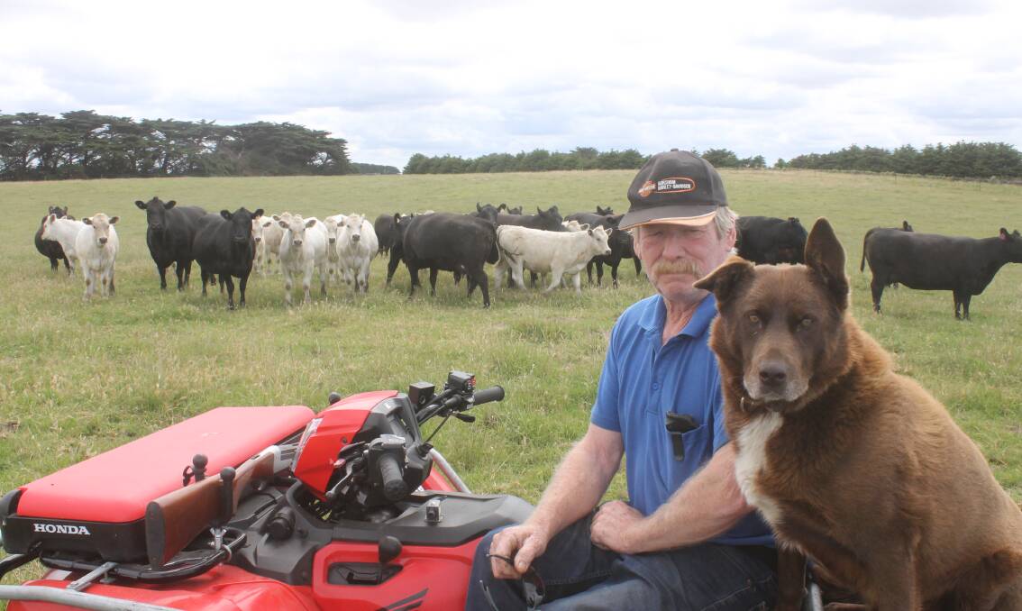 Harold Wilson, Port Fairy, with his February//March-drop Charolais-Angus weaners sired by Delamere-blood bulls, the tops of which will push 400-450kg. 