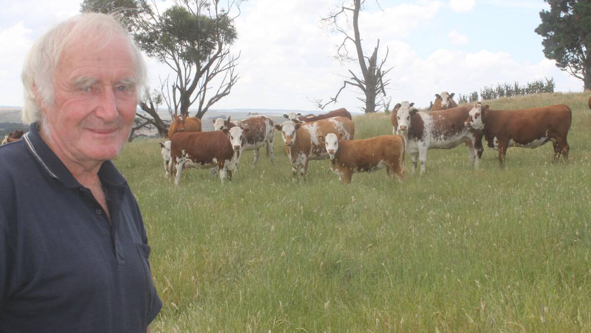 Malcolm Robertson proudly displays his Simmental-Shorthorn-Hereford 2nd-calvers, the calves of which will be sold in Hamilton's Euro-breds sale on January-16.