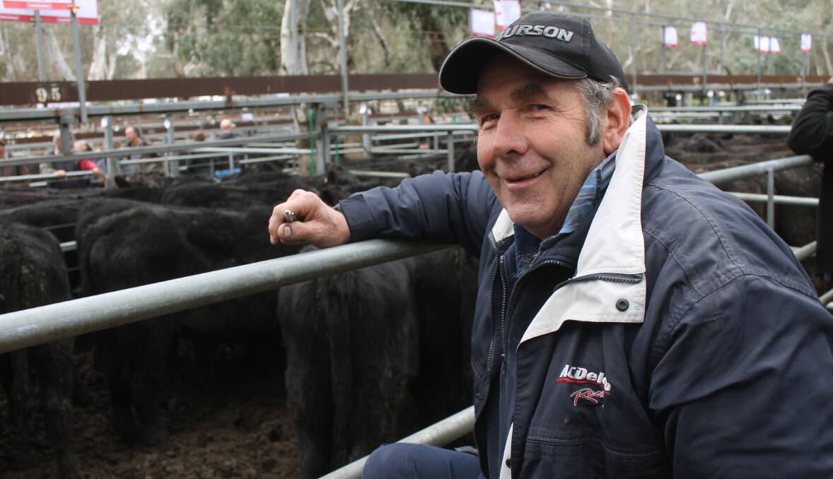 With feeder steers ready to truck, Myrtleford mechanic Gary Bluett selected young steers for his Bruarong property at the Myrtleford sale.