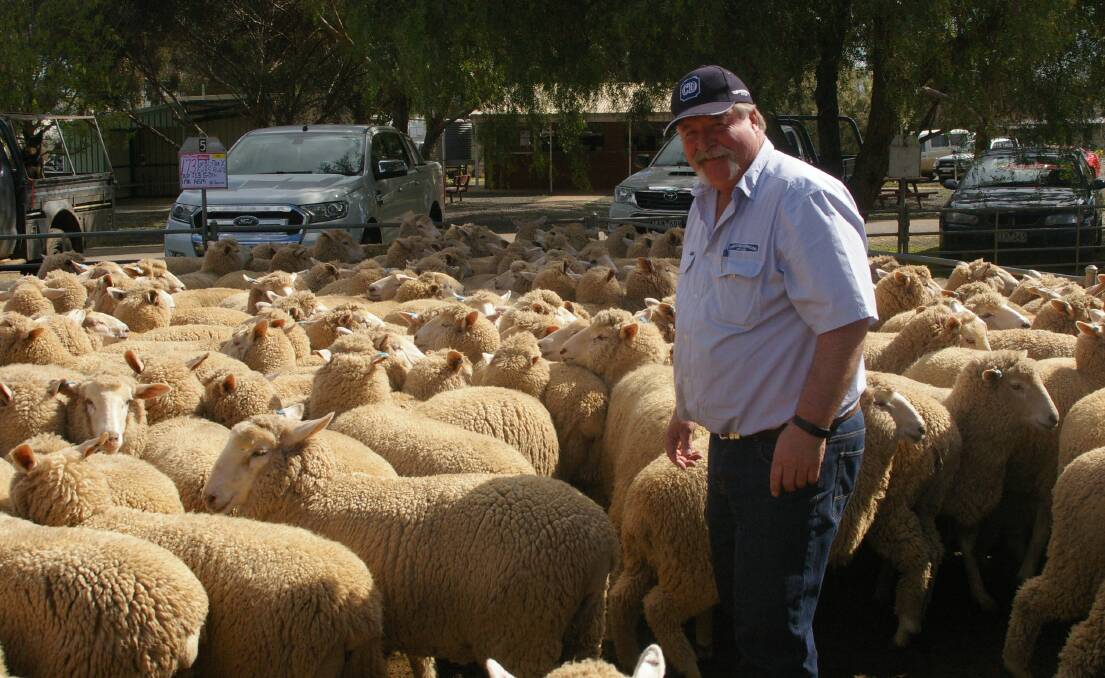 Paul Constable Crawford Dowling was an active buyer at Wycheproof purchasing several lines including this lot of ewe lambs for a Lismore client