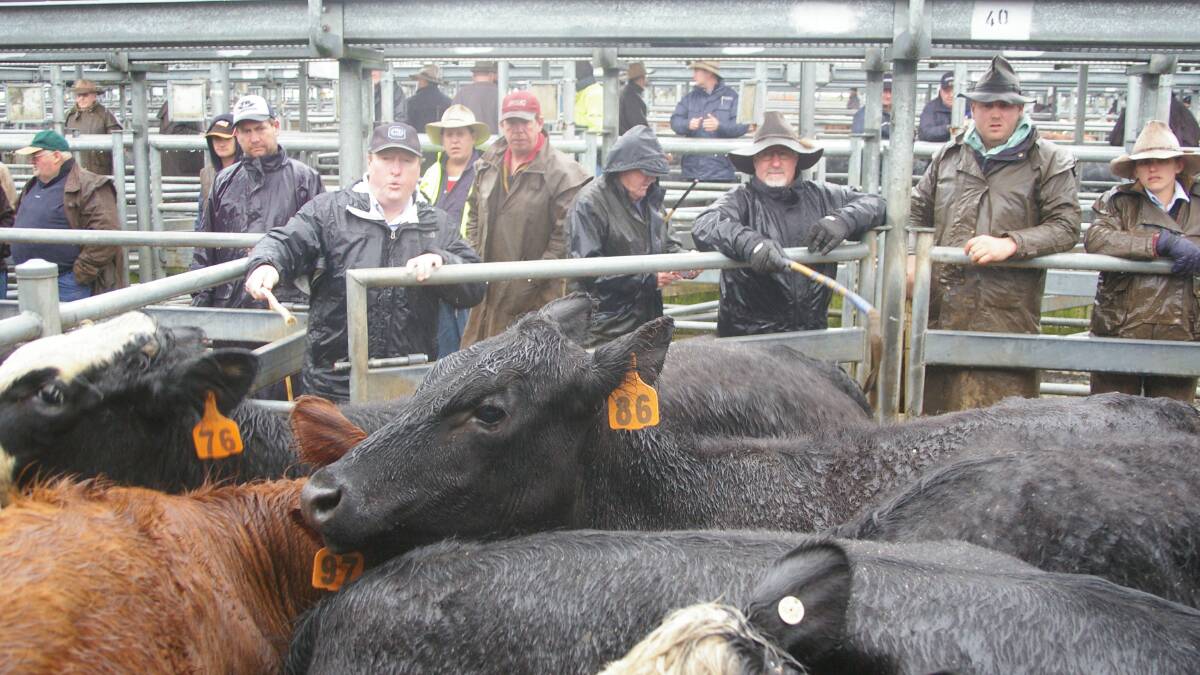 Soaking rain reigns in stronger demand for Ballarat cattle