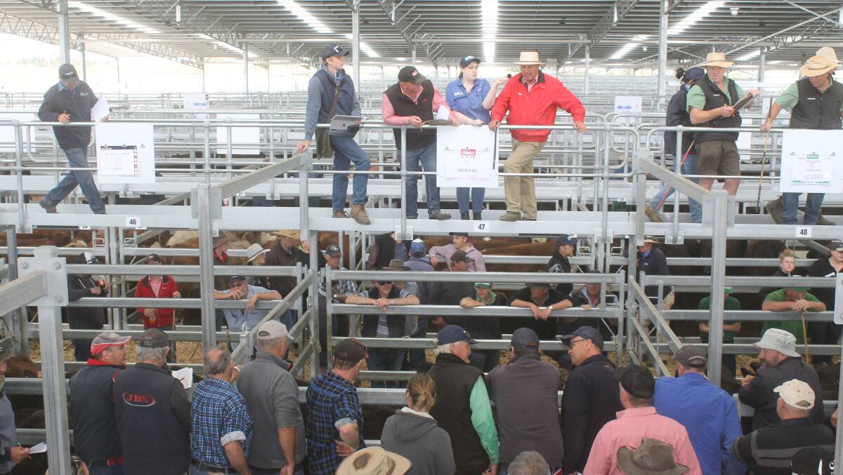 Selling commenced at the new-opened CVLX Miners Rest saleyards with a penning of some 3000 store cattle 