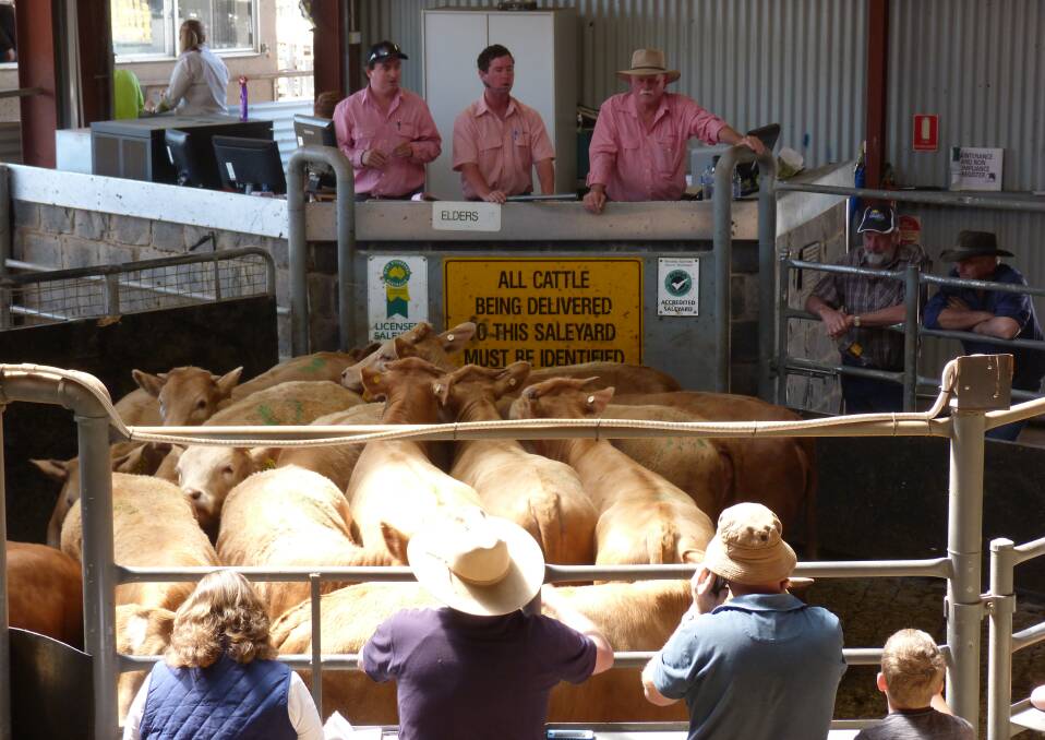 Swan Hill cattle sales of the future may involve internet linked off-site bidding to enable more buyers to compete but pre-weigh/ring selling, according to farmers, must stay.