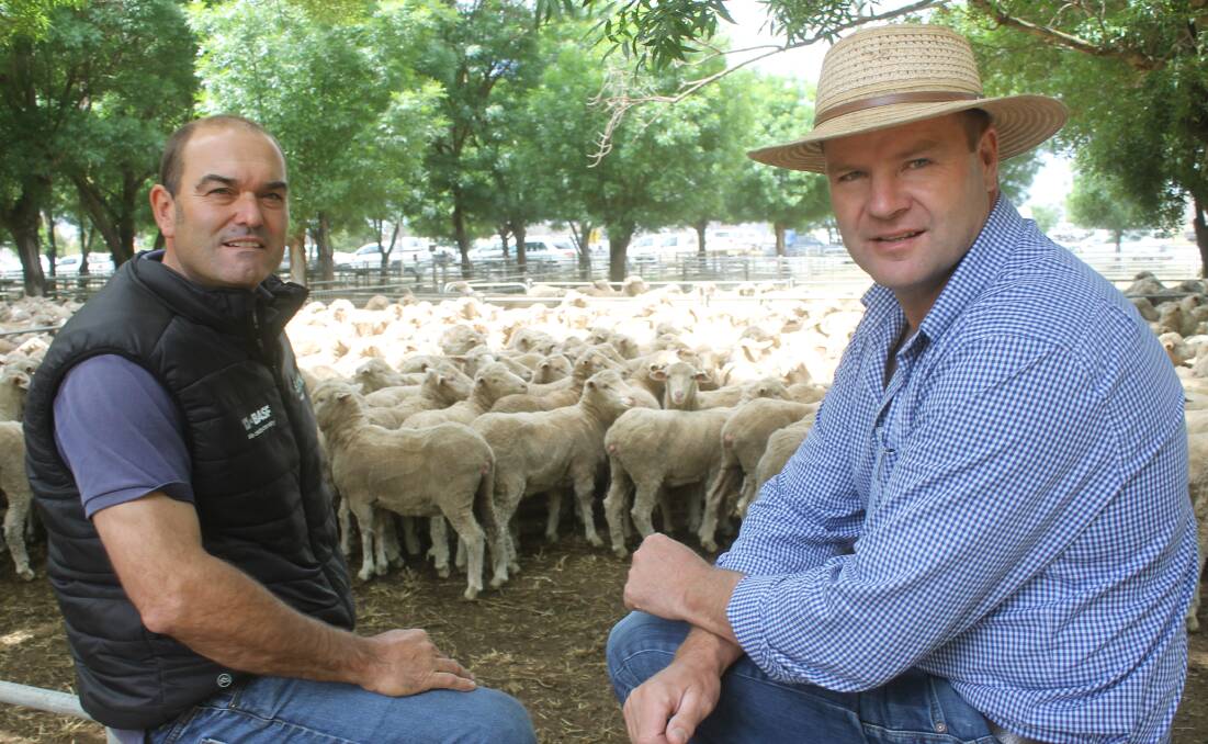 Horsham 1st-cross ewe breeder, Jock Heard and Wayne Driscoll, Rodwells secured 1055 Banyandah Pastoral Bundy-blood ewes at Deniliquin.