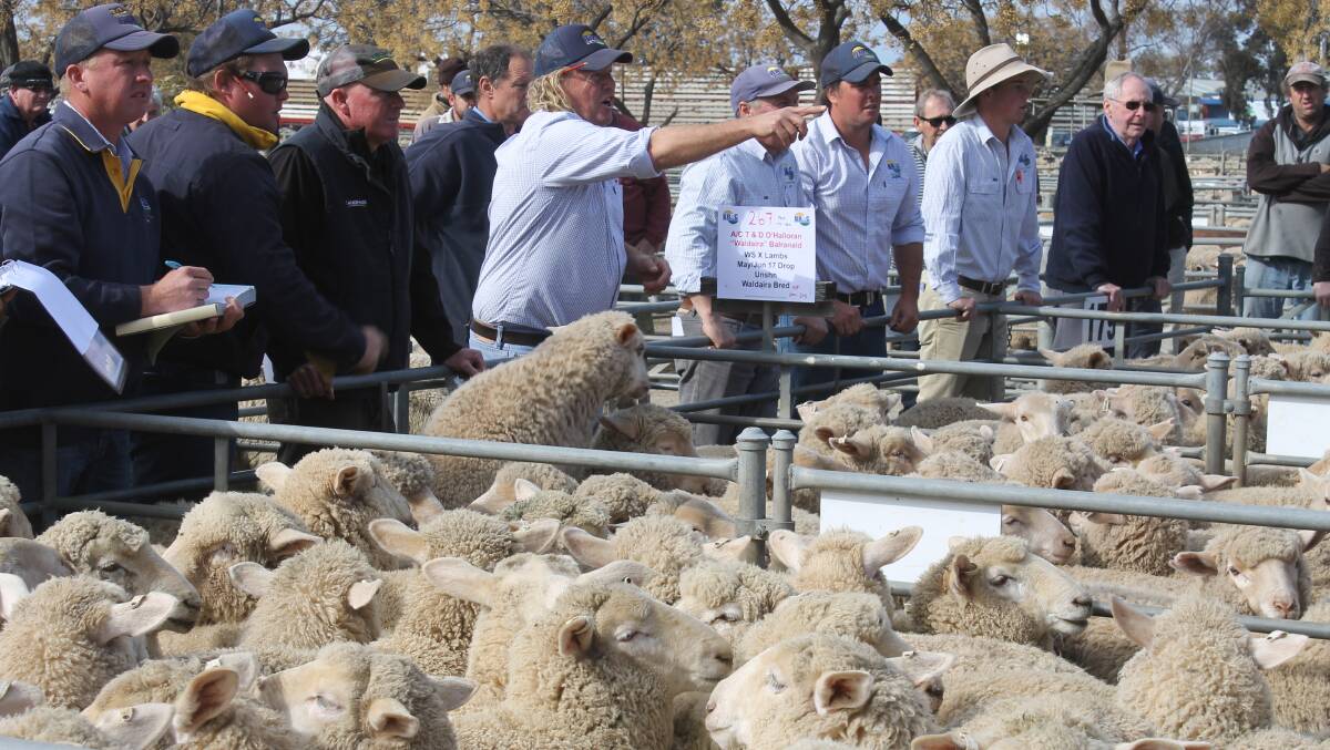 The BRC Agents selling team, with auctioneer John Sawyer at the helm, raced through its crossbred lamb sales at Swan Hill like a hot knife in butter.