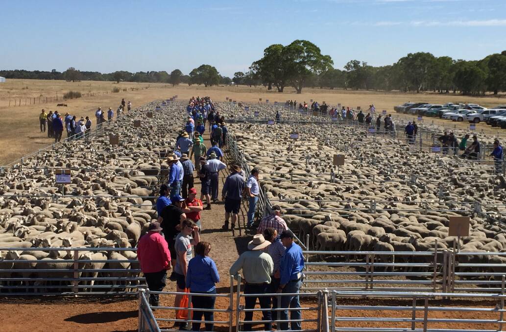 Repeat buyers attended the shiny new Edenhope saleyards with enthusiasm, and paid dazzling first-up prices