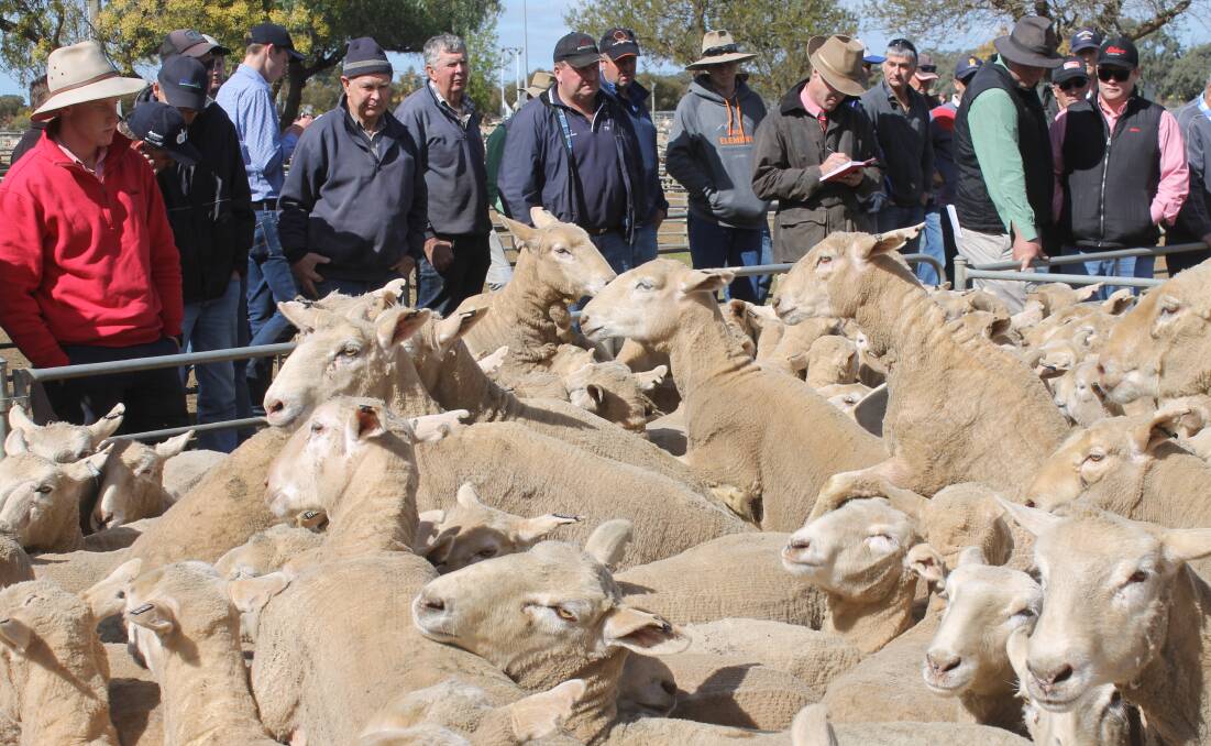 Joined young ewes to $240 at Wycheproof