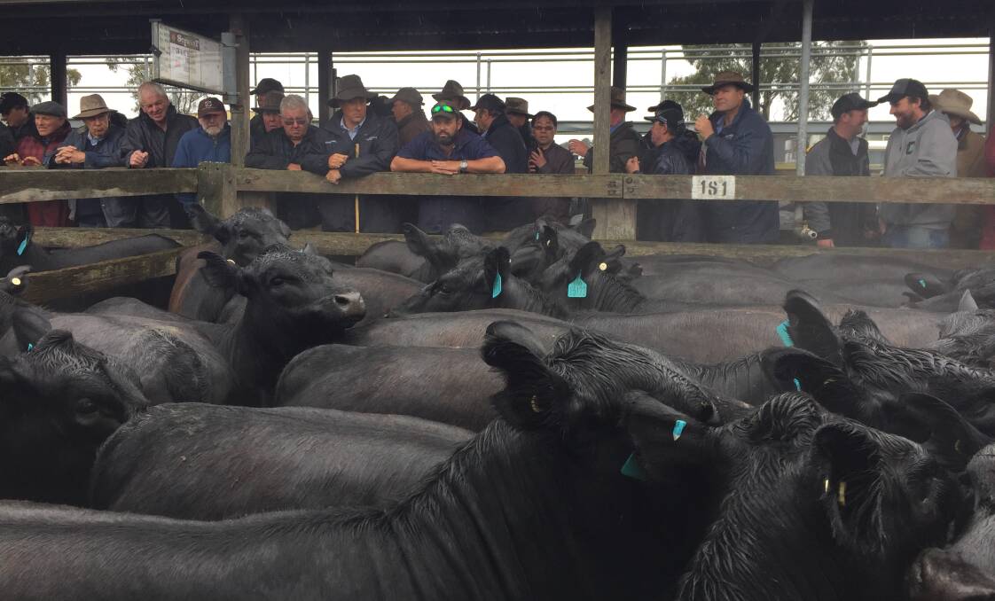 Restocker buyers lined up in force for breeding heifers this week, paying to $1500 for unjoined lots and to $3060 for those in calf.