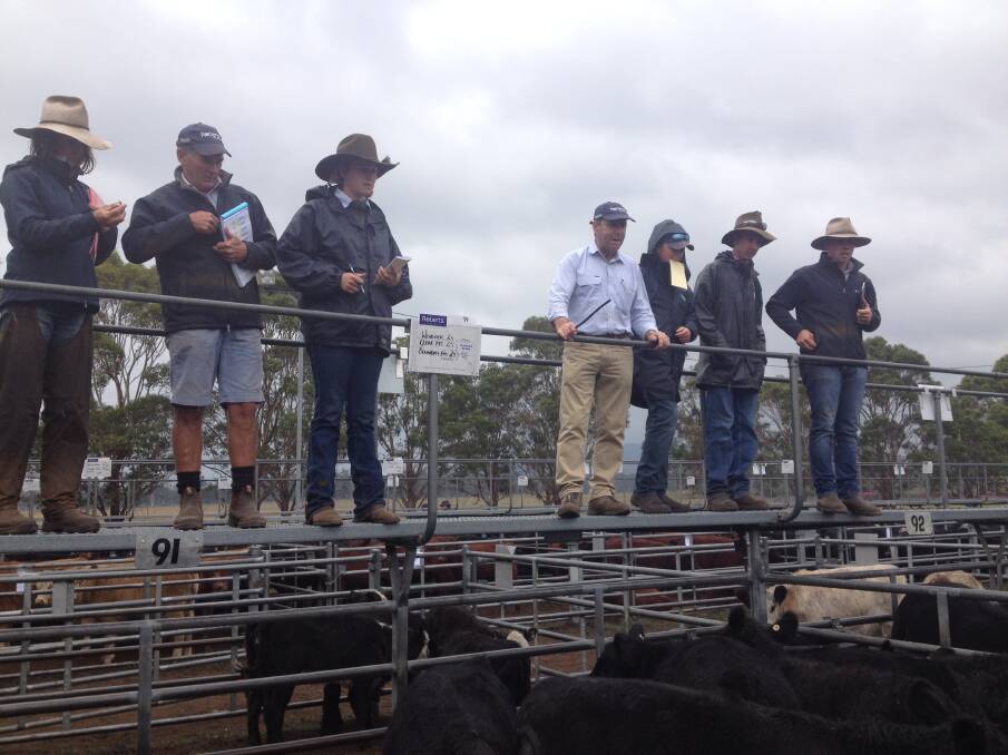The Roberts Limited selling team in action at Powranna weaner market on Thursday.