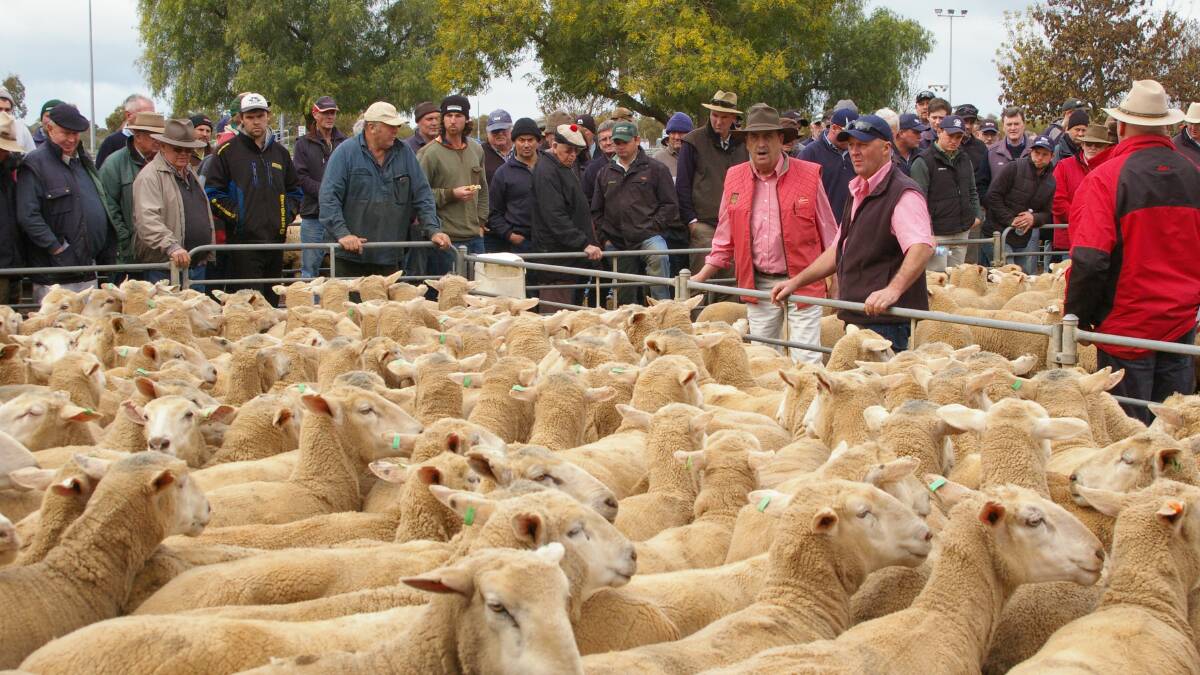 Wyche ewes/lambs to $280