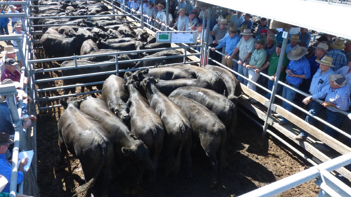 File Photo: Wangaratta now offers a fully roofed saleyards and soft flooring with feeding and delivery available for all its buyers.