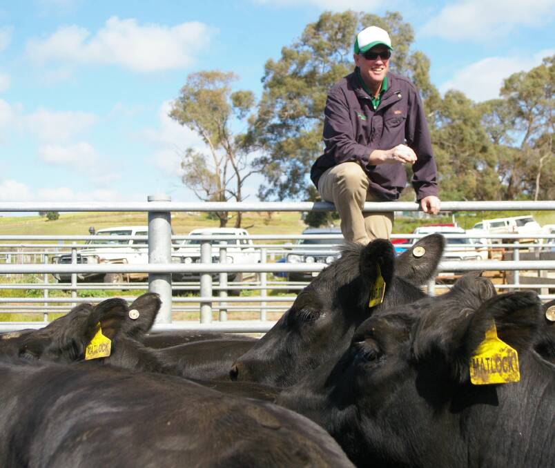 Landmark's Greg Bright cleared several drafts of Matlock heifers to buyers at Casterton. The southwest sale offered good lines of young females suited for breeding.