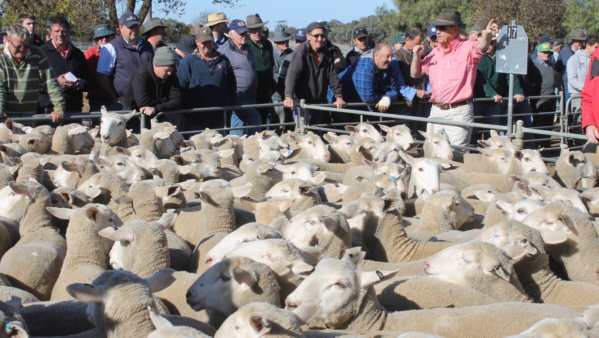 Auctioneer Kevin Thompson nominates the bid on the Woodlands line of unjoined ewe lambs sold to $216
