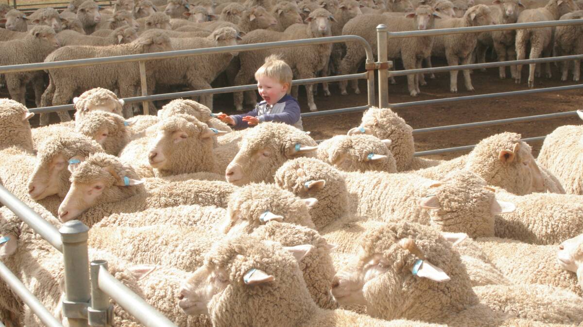 Not quite two years of age yet young Lachlan Blandford,  was keen to sell some sheep at Wycheproof saleyard. Lachlan is the son of former Landmark auctioneer Jarrod Blandford, who has now turned his hand to wool growing at Ararat.   