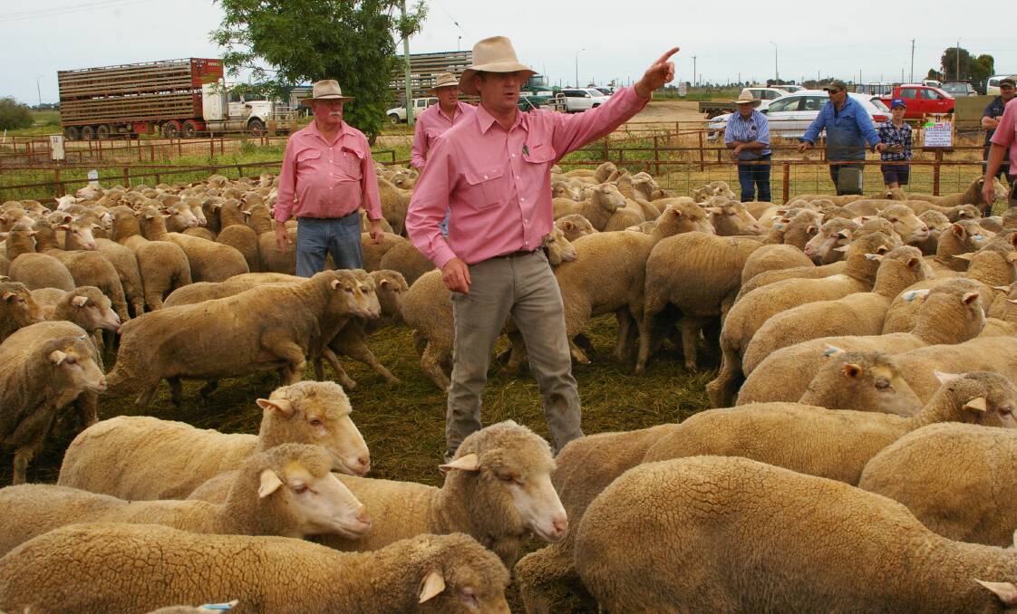 Elders auctioneer Jason Andrews found bidding at Jerilderie sheep, once started, more accepting of the current rates of payment.
