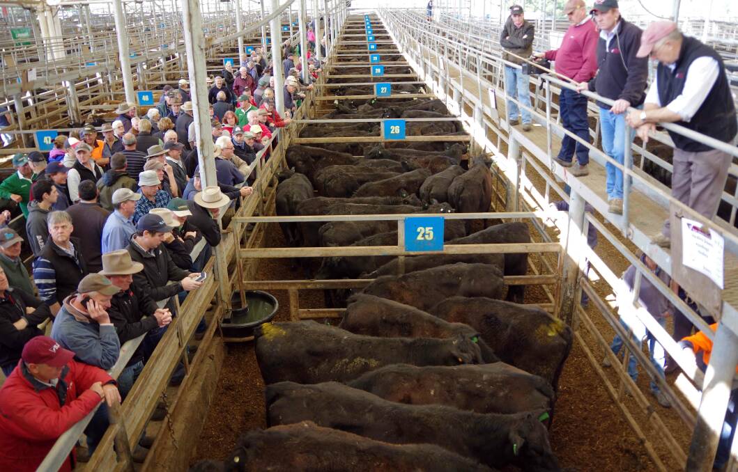 CROWD: Processors wanting black cattle were run over by restockers at Leongatha, including these 14-18mo Angus steers, sold to $1690. Photo: Jeanette Severs.