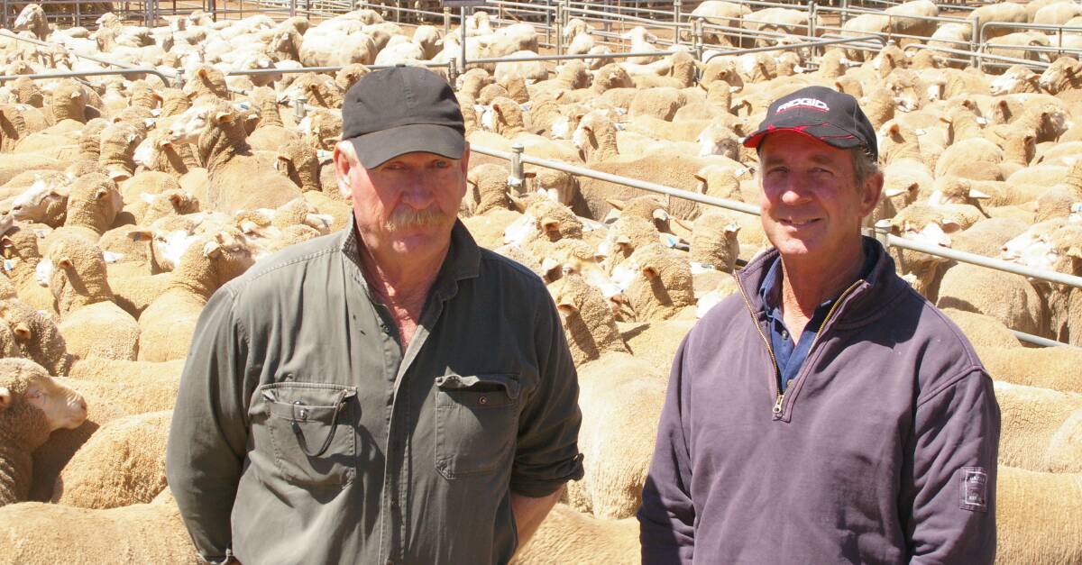 JH Evans & Sons partners Dallas and Barry Evans, with their Fernihurst Estate Woodpark-blood young ewes sold at $224 a head