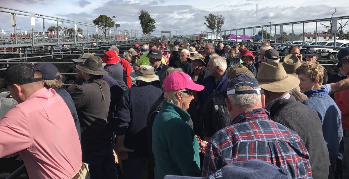 There was a good crowd to watch the third of Elders' annual weaner sale on Thursday where prices remained fully firm.